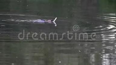 一个人躺在水中，然后潜水